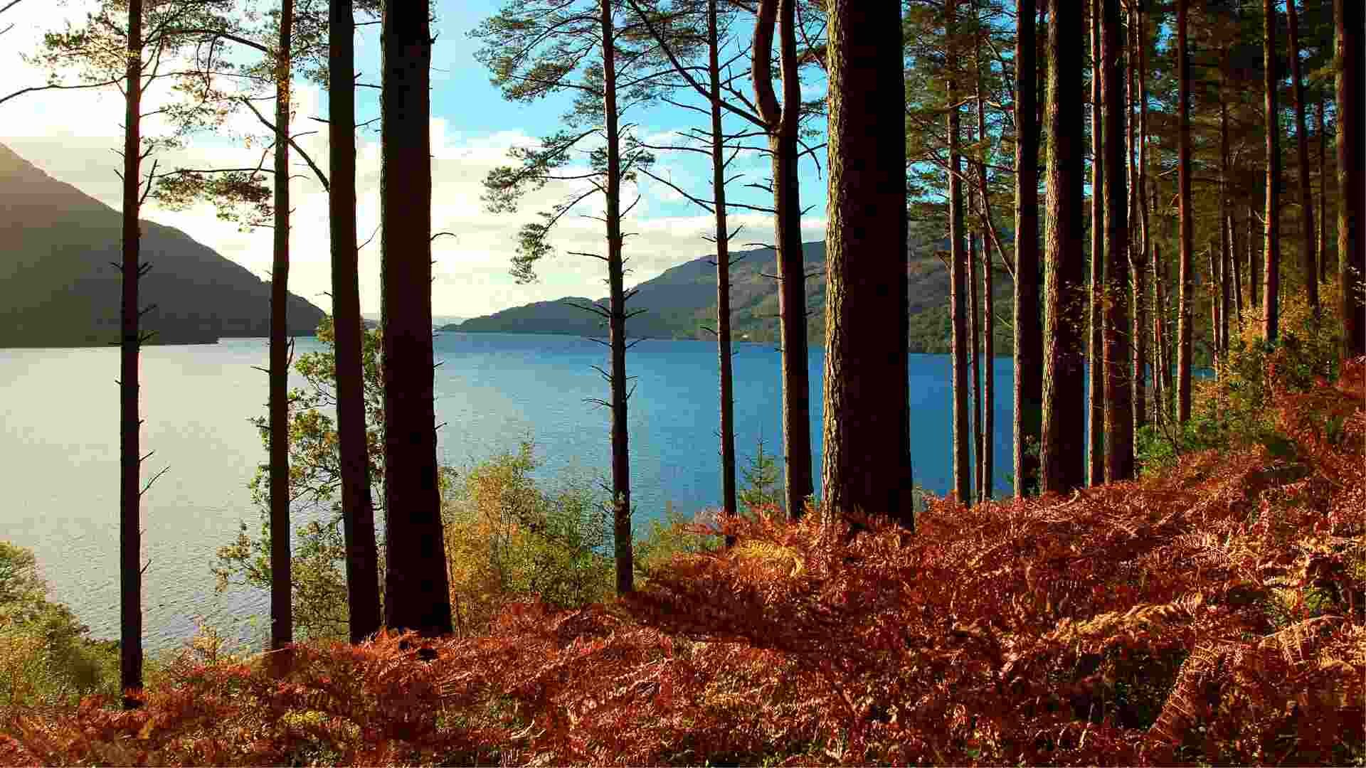 View through trees across Loch Lomond